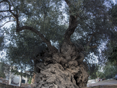 Najstarsze drzewo oliwne na Krecie fot. Anna Mikołajczyk